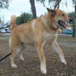 Oztent Bluescrew Small Ground Anchor / Stake CAMPING MUST HAVES